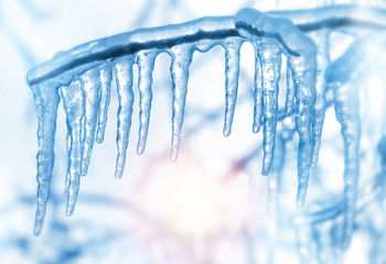 Wall Mural - Tree branch with icicles after freezing rain