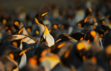 King Penguins Displaying Aggressive Behavior Towards Another King Penguin