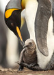 Close up of King penguin chick sitting on the feet of its parent