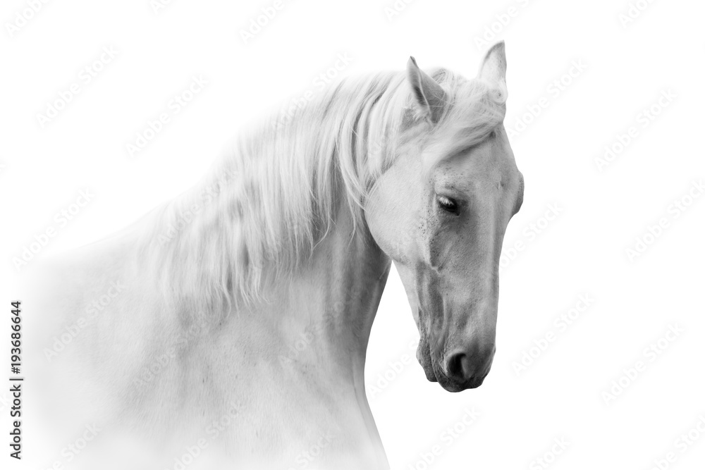 White horse close up portrait on white background - obrazy, fototapety, plakaty 