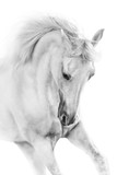 Fototapeta  - White horse close up in motion  portrait on white background