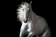White Horse Portrait In Motion Isolated On Black
