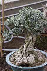 Wall Mural - Bonsai with green leaves and cracked tribe.