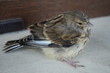 Sparrow - wróbel