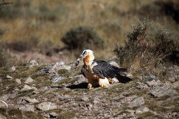 Sticker - The bearded vulture (Gypaetus barbatus), also known as the lammergeier or ossifrage on the feeder