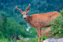 A Female Deer With Her Young Fawn Hiding Behind Her In Glacier National Park, Montana.