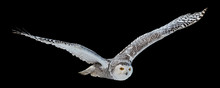 Isolated On Black Background,  Flying Beautiful Snowy Owl Bubo Scandiacus. Magic White Owl With Black Spots And Bright Yellow Eyes Flying With Fully Outstretched Wings. Symbol Of Arctic Wildlife.