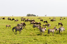 Field With Zebras And Blue Wildebeest