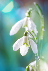 Fotomurales - first spring snowdrops flowers with water drops in gadern