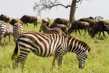 Wall Mural - Field with zebras and blue wildebeest