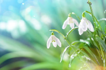 Fotomurales - First Spring Snowdrops Flowers with Water Drops in Gadern