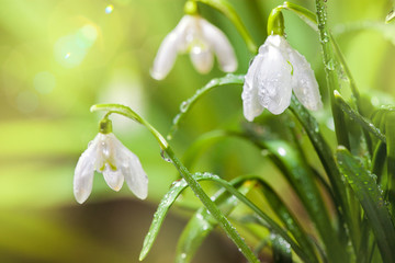 Fotomurales - First Spring Snowdrops Flowers with Water Drops in Gadern