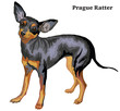 Colored decorative standing portrait of dog Prague Ratter vector illustration