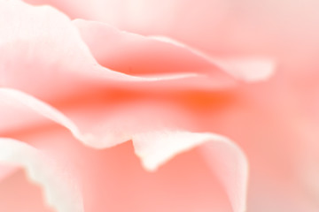 Wall Mural - Pink carnation flower macro detail - romantic abstraction