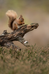 Wall Mural - red squirrel eating a hazelnut perched on a log with a green and brown background and heather in the