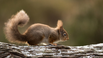 Wall Mural - red squirrel running along a snow dusted log with his tailed culred up and a green backround.