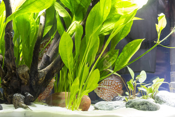 Beautiful tropical planted freshwater aquarium