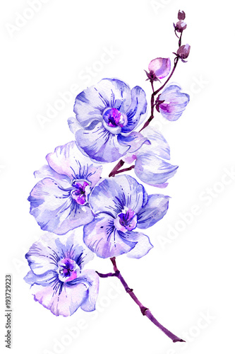 blekitny-cma-orchidei-kwiat-na-galazce-phalaenopsis-pojedynczo-na-bialym-tle
