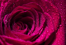 Pink Rose Flower Closeup