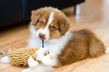 Cute Puppy Of Australian Shepherd Holding A Toy 
