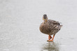 kaczka spaceruje o lodzie w zimie