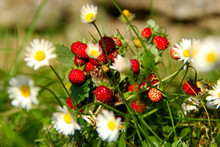 Fresh Forest Strawberries On An Green Grass And Daisy