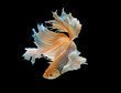© lopwanchana - Siamese fighting fish isolated on black background,Yellow Half moon betta fish