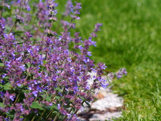 Wall Mural - Nepeta faassenii (catmint, Faassen's catnip) in full bloom 