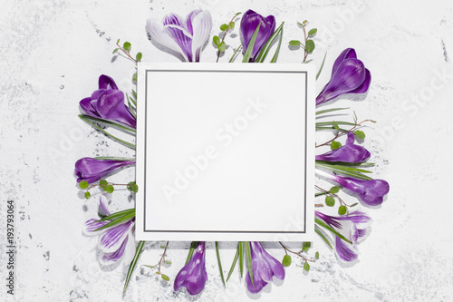 Crocus flower and blank card