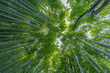 © Askanioff - Early morning sky view through bamboo stalks at Beautiful Sagano Arashiyama Bamboo forest in Kyoto, Japan