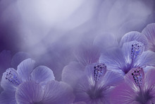 Floral Violet-blue Background From A Hibiscus.  Flowers Composition.  Chinese Rose Flowers On A Purple Background.  Nature.