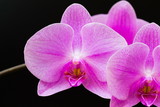 Fototapeta Storczyk - Flowers. Pink orchids. Black background