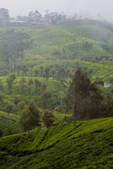 Wall Mural - Tea plantations in mountains around Lipton's Seat near Haputale, Sri Lanka