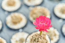 Beautiful Blooming Desert Cactus Flower In Pot At Garden, Selective Focus Of Red Flower Blossoming Cactus In Natural Light