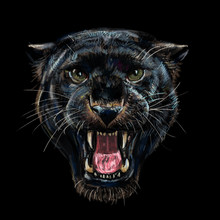 Roaring Black Panther On Black.