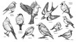 Birds hand drawn vector illustration.
