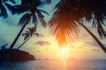 Silhouettes of palm trees on the tropical sea beach at sunset.