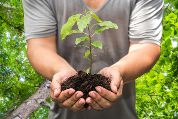 man hand holding young plant with green forest background