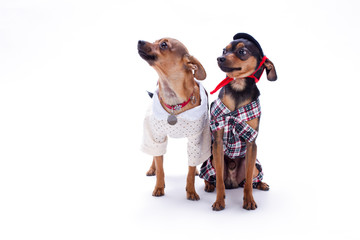 Russian toy terrier and chihuahua. Toy terrier and chihuahua in fashion apparel sitting isolated on white background, studio shot. Cute domestic companion.