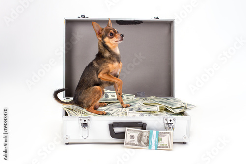Toy Terrier Sitting On Heap Of Dollars Purebred Sleek Haired