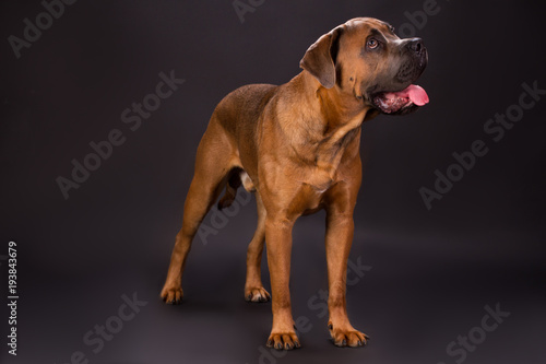 Attractive Young Cane Corso Dog Puppy Cane Corso Standing