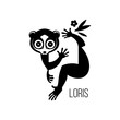 Black drawing, logo or icon of a wild nocturnal eyed animal lemurs Lori, who can be a pet sitting on a branch of a tropical tree. Silhouette, engraving, vector, isolated on background for design.