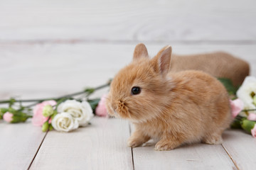 Wall Mural - Cute ginger bunny rabbit with spring flowers on white planks, Easter concept.