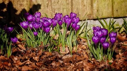 Crocus 