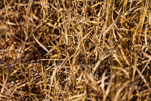 Golden High Dry Grass, Close Up, Blurred Background