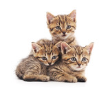 Fototapeta Koty - Three small kittens.