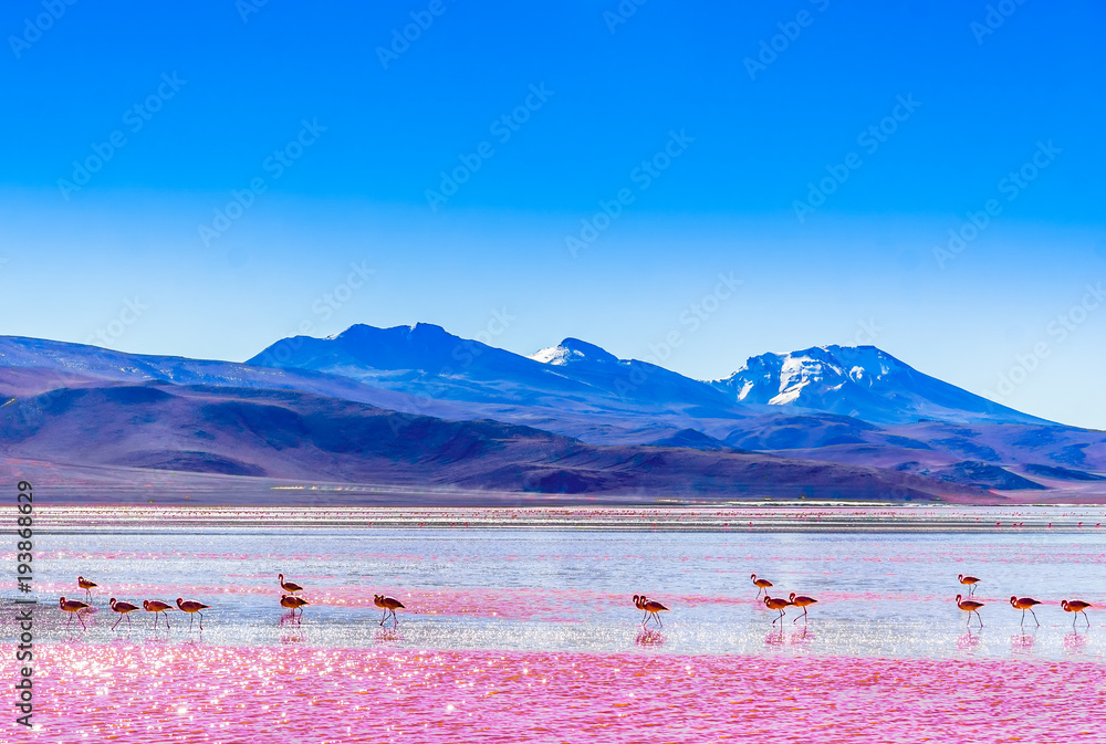 View on group of Flamingos by lagoon Colarada in the mountains of Bolivia - obrazy, fototapety, plakaty 