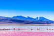 View on group of Flamingos by lagoon Colarada in the mountains of Bolivia