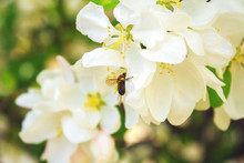 Bee Collects Nectar And Pollen On A White Blossoming Cherry Tree Branch. White Flowers Of The Cherry Blossoms In The Garden