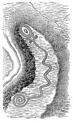 Wall Mural - victorian engraving of the Serpent Mound, Adams County, US